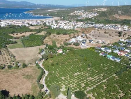 Seferihisar Sığacık Karagöl – Taşdibi Mevkiinde 6.474 M² Mandalina Bahçesi