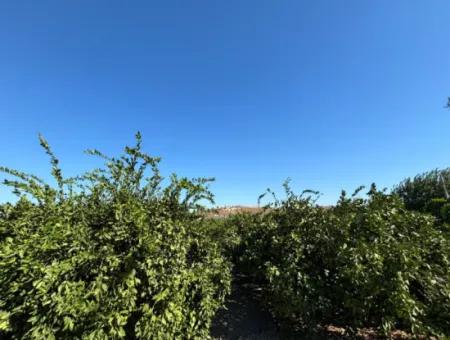 Seferihisar Sığacık Karagöl – Taşdibi Mevkiinde 6.474 M² Mandalina Bahçesi