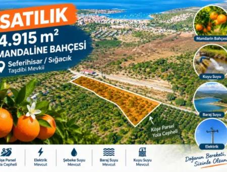 Seferihisar Sığacık Taşdibi’nde 4.915 M² Satılık Mandalina Bahçesi