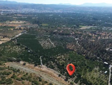 Seferihisar Sığacık Taşdibi’nde 4.915 M² Satılık Mandalina Bahçesi