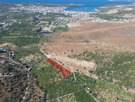 Seferihisar Sığacık Taşdibi’nde 4.915 M² Satılık Mandalina Bahçesi