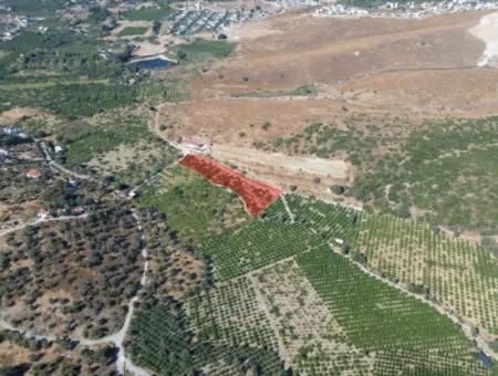 Seferihisar Sığacık Taşdibi’nde 4.915 M² Satılık Mandalina Bahçesi