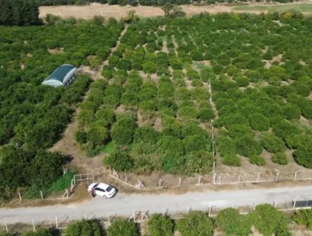 Seferihisar Düzce’de Satılık 2.628,64 M² Mandalinlik