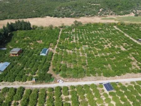 Seferihisar Düzce’de Satılık 2.628,64 M² Mandalinlik