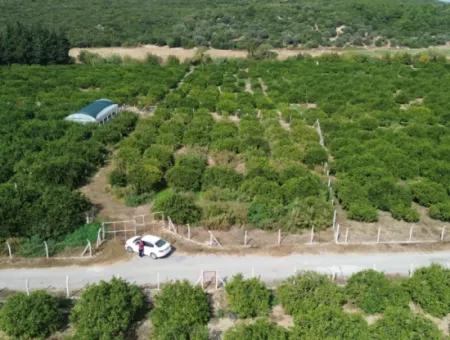 Seferihisar Düzce’de Satılık 2.628,64 M² Mandalinlik