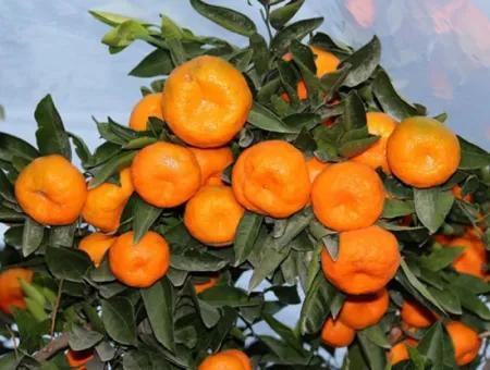 Sığacık Yoluna Bir Parsel İçerde Mandalin Bahçesi