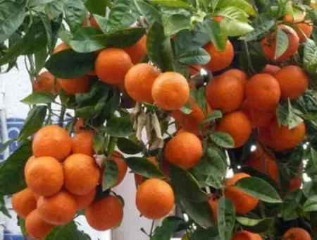 Sığacık Yoluna Bir Parsel İçerde Mandalin Bahçesi